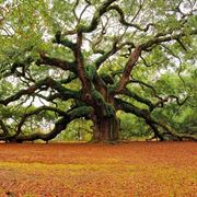Quercia
