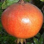 Risposta : Melograno perde i fiori e non fa frutti