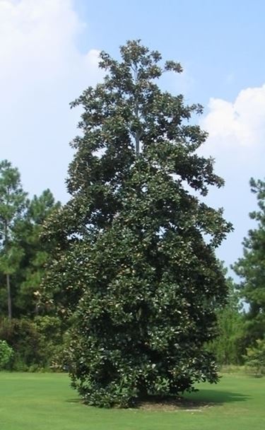 variet alberi di natale-1