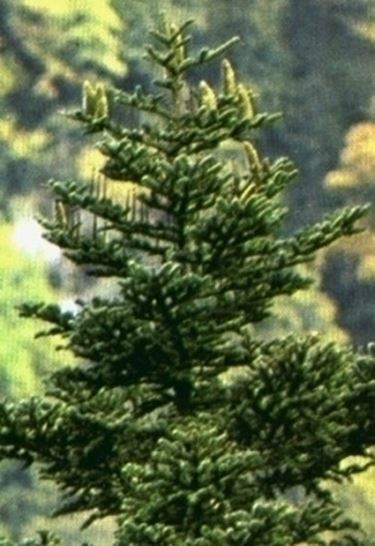 varietà alberi di natale-6