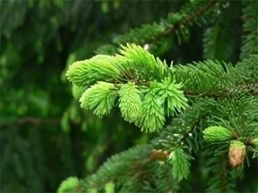 variet alberi di natale-8