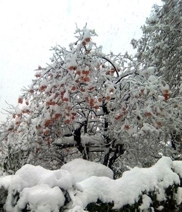 varieta' di alberi di natale-1