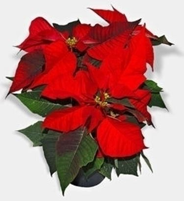 frasi per natale-13