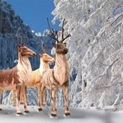 renne di babbo natale-7