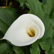 Calla