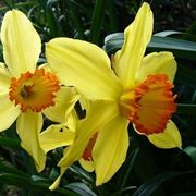 Narciso