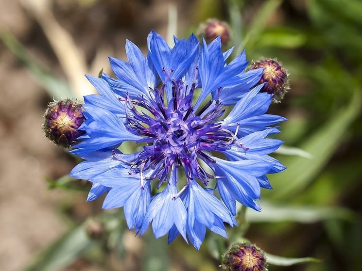 Le caratteristiche del fiordaliso fiori piante Il fiordaliso e la