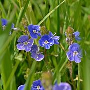 Fiori Veronica