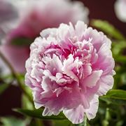 Peonia fiore
