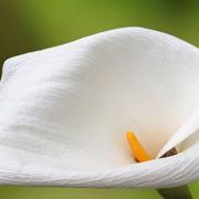 Calla
