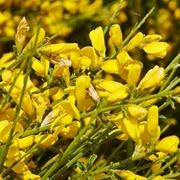 Ginestre
