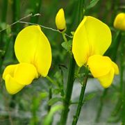 Ginestra fiore