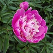 Peonia rosa