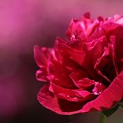 Peonia delicata
