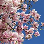 Pianta magnolia