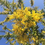 Mimose
