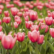 Tulipano