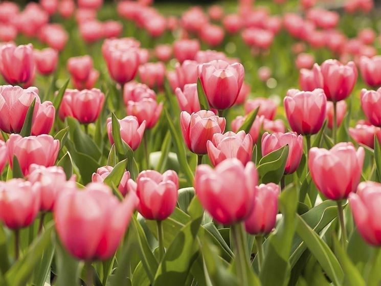 Tulipano