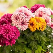 Mazzo fiori