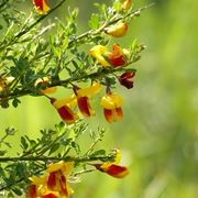 Fiori ginestra