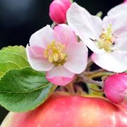 fiore mela melo