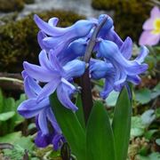 Fiori giacinto