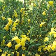 Ginestre
