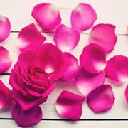 petali di rosa
