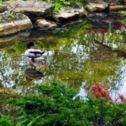Progettazione giardini Zen-5