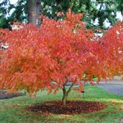 Acer palmatum