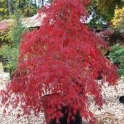 Acer pseudoplatanus (acero montano)