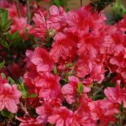 Annaffiare correttamente l'azalea: quando e quanto