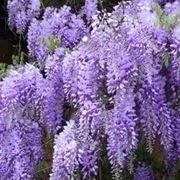 Annaffiature e irrigazione glicine