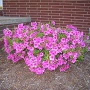 Azalea cura e manutenzione