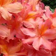 Azalea: significato alternativo