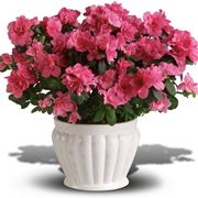Azalea