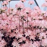 Azalea