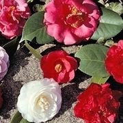 Camelia