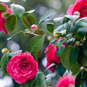 camelia