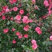 Camelia