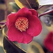 camelia