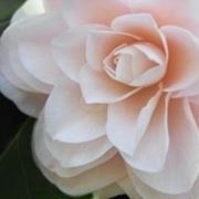 camelia