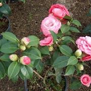 camelia
