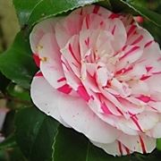 camelia