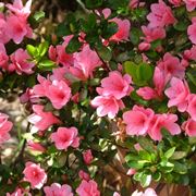 Come e quando concimare correttamente l'azalea