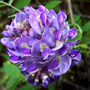 glicine