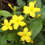 Il gelsomino giallo