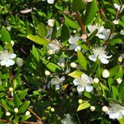 Il mirto come pianta aromatica