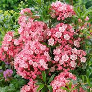 Kalmia-3