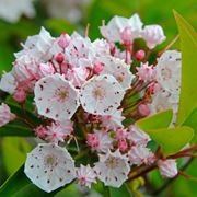 Kalmia-8
